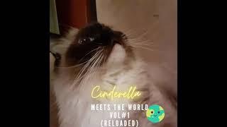 This kitty cat loves watching TV more than anything@Mel H.