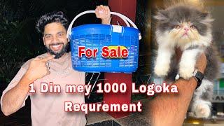 Persian Cats For Sale | Cute  Persian kitty |  Persian Cat Price In india | Persian cat #cat #love