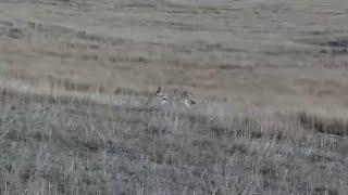 A coyote in a hurry on Bison Calving Plains - Grasslands National Park - explore.org