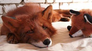 Alf the Fox meets another fox