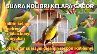 SUARA KOLIBRI KELAPA GACOR || pancingan ampuh buat terapi kolibri kelapa agar bunyi || korlap/wiceh