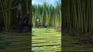 Amazing Sugar Cane Viral