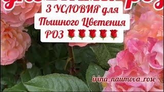 3 УСЛОВИЯ ПЫШНОГО ЦВЕТЕНИЯ  РОЗ.