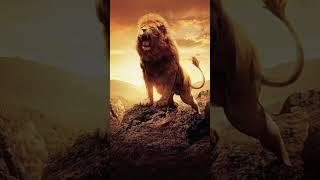 king of jungle lion photo  #photo #lion #new