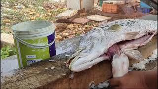 CHONAK fish cutting. 