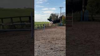 Jumping Ace 1.25m Grid #horse #equestrian #showjumping #horsegirl #horseriding #horselover