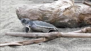 Green Sea Turtle release - Ojochal Costa Rica