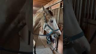 Phoenix manifesting more money money for endless treats  #horse #money #ritch #manifesting