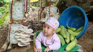 Harvesting mushrooms and luffa to sell at the market with my young son