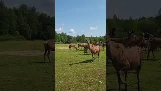 Благородные олени. Самки с детенышами.