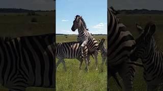 Zebra mating at Rietvlei Nature Reserve South Africa.