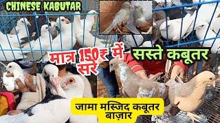 Kabutar Market in Delhi | कबूतर बाज़ार 16|01|2024 |White Pigeons jama masjid & lal kila.