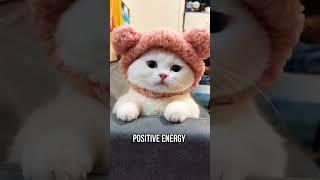 What Does The Color Of Your Cat Mean?