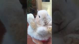 Bunny babies Holland lop #shortvideo #short #holland #subscribe