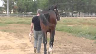 Cutter Nehf Racing's new Thoroughbred colt