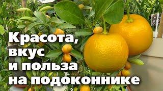 Особенности выращивания цитрусовых в домашних условиях  Плоды будут круглый год!