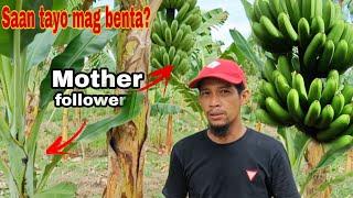 ANG DAMI NG BUNGA NG ATING LAKATAN AT FOLLOWER/ GHA AGRI TV