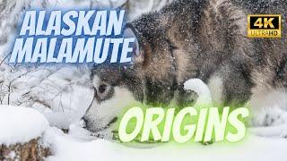 "Unveiling the Origins: The Alaskan Malamute's Epic Journey"