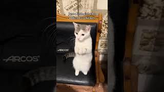 The Most Polite Cat