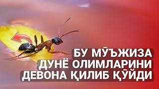 Срочно! Бу Мӯъжиза Дунё Олимларини Девона Қилиб Қӯйди! Бӯлиши мункин эмас!