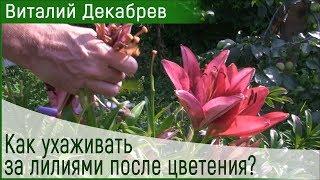 Как ухаживать за лилиями после цветения?