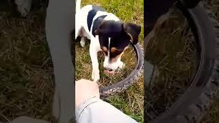 У кого такие же "помощники"?  #юмор #собака #животные #милота