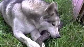 Syrus the friendly wolf (Alaskan Malamute)