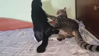 Father vs son/ Misho and Tisho play fight