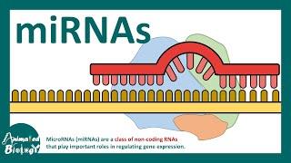 micro RNA | What is microRNA (miRNA)? | How miRNAs work? | How miRNAs are detected experimentally?