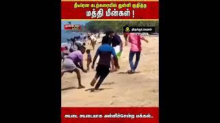 தீடீரென கடற்கரையில் துள்ளி குதித்த மத்தி மீன்கள் ! | Thandora Tamilan