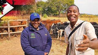 From Australia to Making Thousands of Dollars in Zimbabwe Doing DAIRY FARMING (selling Bulls ONLY)