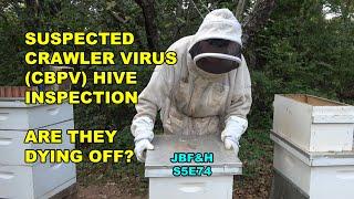 Suspected CBP Virus (Crawler Virus) Hive Inspection S5E74 #beekeeping #cbpv #varroa