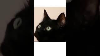 Cute Animals, Subscribe for videos,154