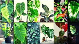 Philodendron Varieties A to Z