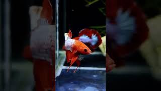 Red FCCP️️https://instagram.com/mariyam_aqua_guppies_?utm_medium=copy_link#betta #redfccp #fish