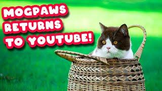 Mogpaws Videos Are Returning Now