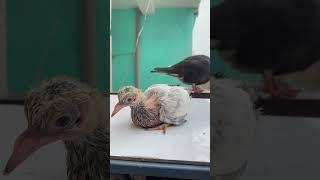 #kabootar #kabutar Lover ️️️️