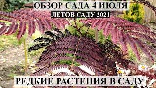 Обзор сада 4 июля | Цветущий сад летом | РАСТЮШКИ В САДУ | ЛЕТО В САДУ 2021