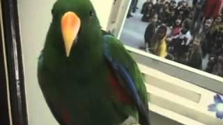 Riley the Amazing Talking Parrot