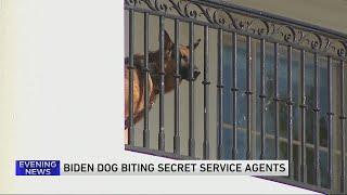 Biden dog Commander bit multiple Secret Service officers: report