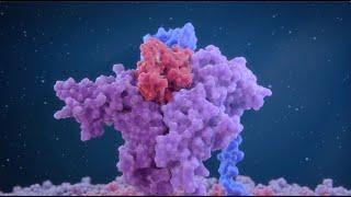 Neoleukin NL-201 MoA animation. De novo protein development platform