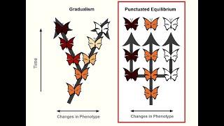 GRADUALISM vs PUNCTUATED EQUILIBRIUM: EVOLUTION BY N.S | LIFE SCIENCES G.12| ThunderEduc | M.SAIDI