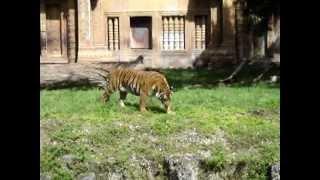 Tiger At Zoo Miami