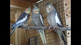 papugi nimfy czy podawać owoce i warzywa,cockatiel parrots whether to give fruit and vegetables,