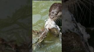 otter & turtle
