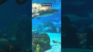 Ripley's Aquarium of Canada - 4k | TORONTO ONTARIO.