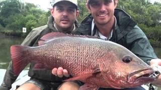 56cm Mangrove Jack Fishing a Rock Wall