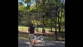 10 month Great Dane treated in 2 weeks. instagram: JayCay Dog Services