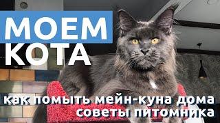 Как помыть кота дома. Мою моего кота мейн-куна Бармалея.