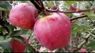 Royal Apples, Apple Orchard, Rohru #Shimla #Himachal